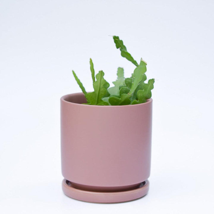 Indoor ~ Pink Ceramic Pot with Saucer-ServeScape