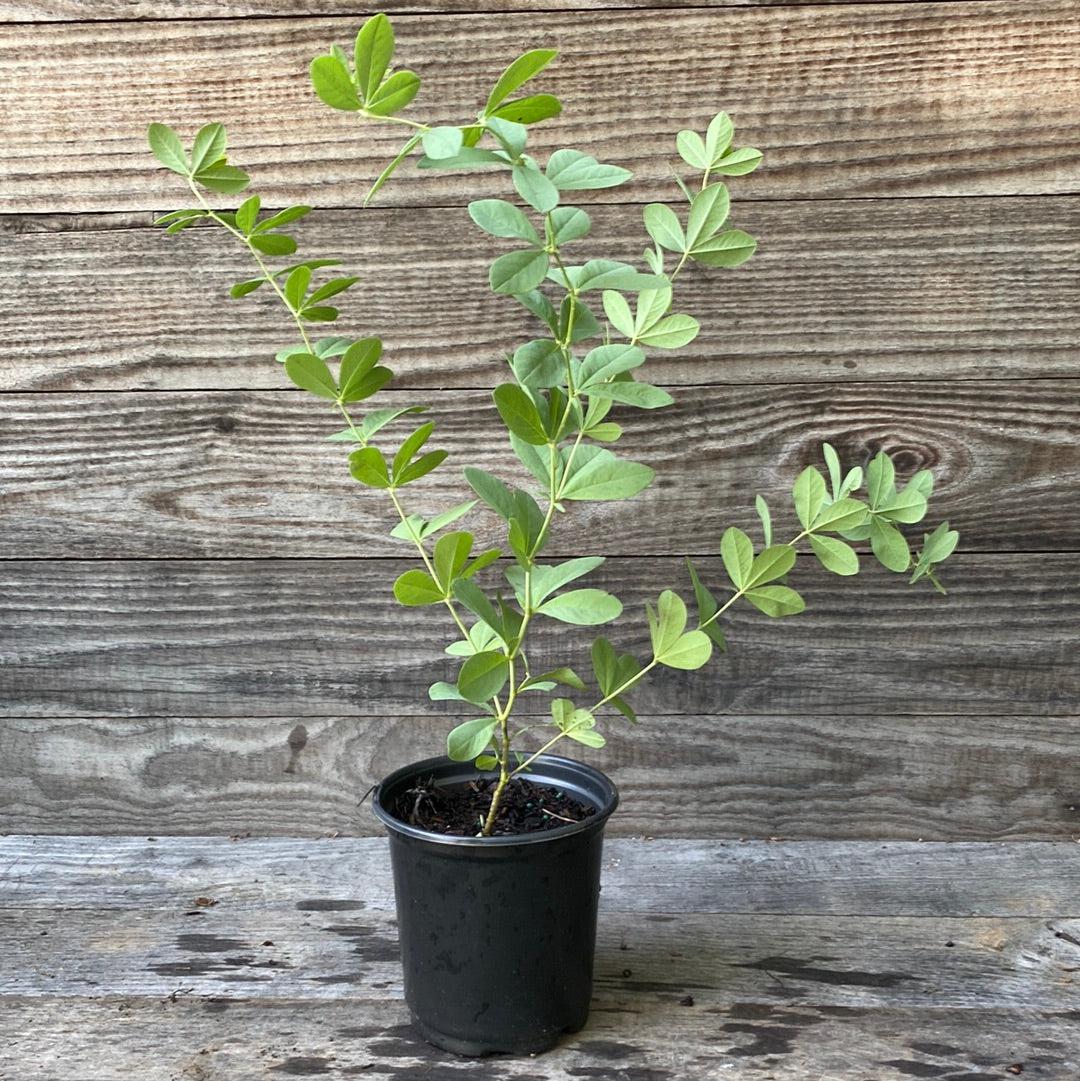 Baptisia australis ~ Blue False Indigo-ServeScape