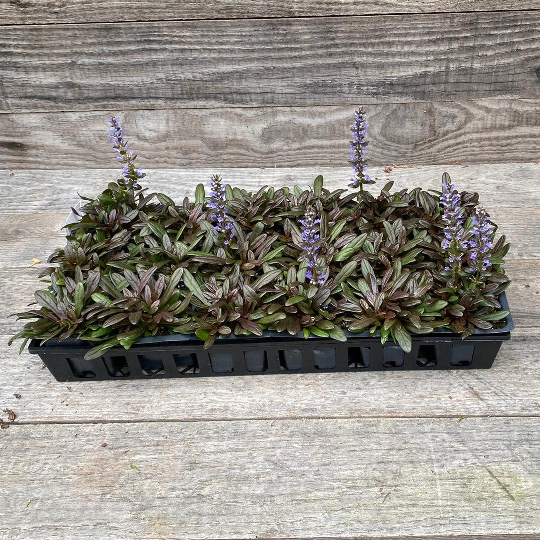 Ajuga reptans 'Valfredda' ~ Chocolate Chip Bugleweed-ServeScape