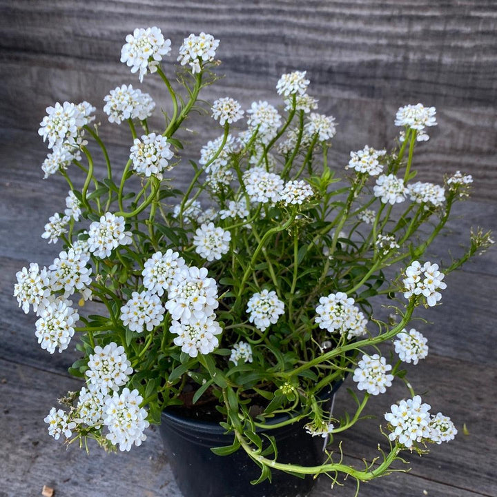 Iberis sempervirens 'Alexander's White' ~ Alexander's White Candytuft-ServeScape