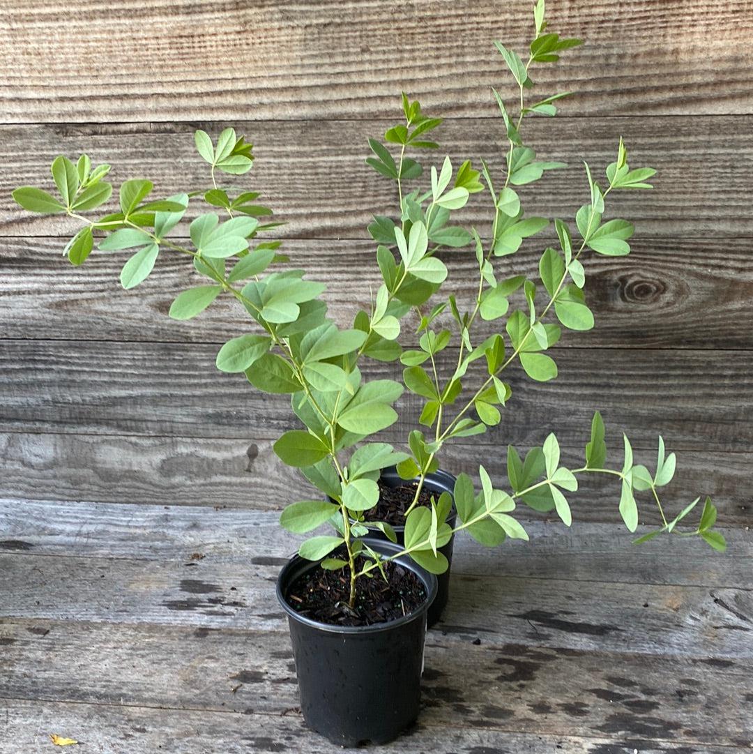 Baptisia australis ~ Blue False Indigo-ServeScape