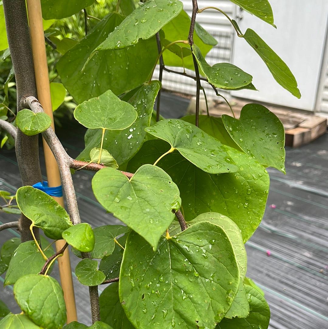 Cercis canadensis 'Golden Falls' ~ Golden Falls Weeping Redbud-ServeScape