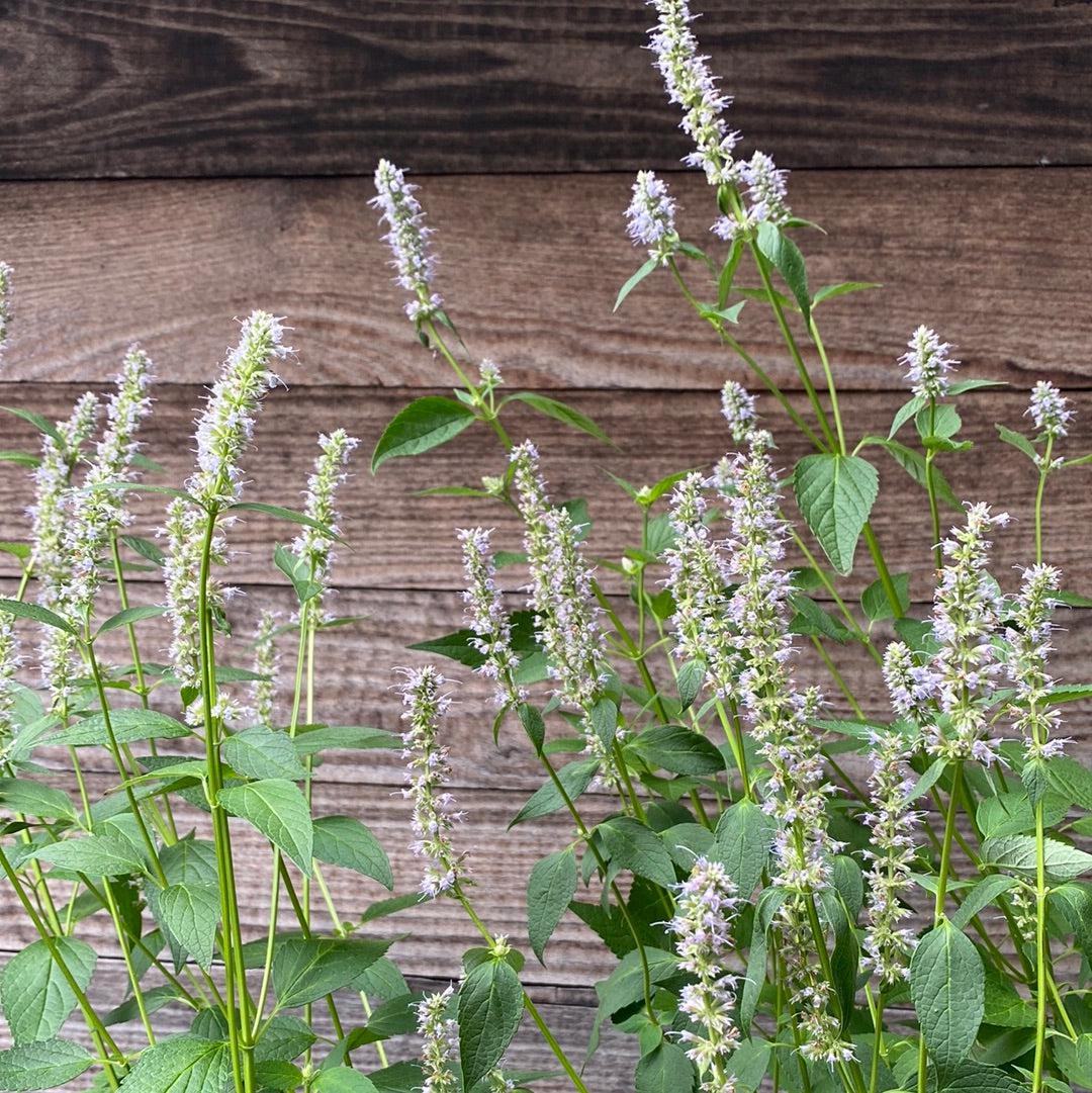 Agastache foeniculum 'Blue Fortune' ~ Blue Fortune Giant Hyssop-ServeScape