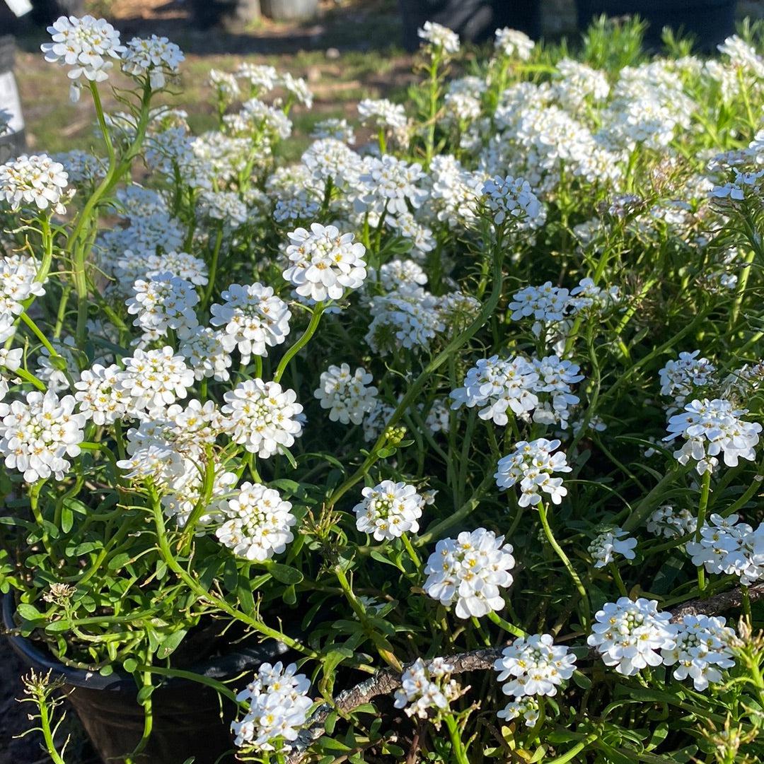 Iberis sempervirens 'Alexander's White' ~ Alexander's White Candytuft-ServeScape