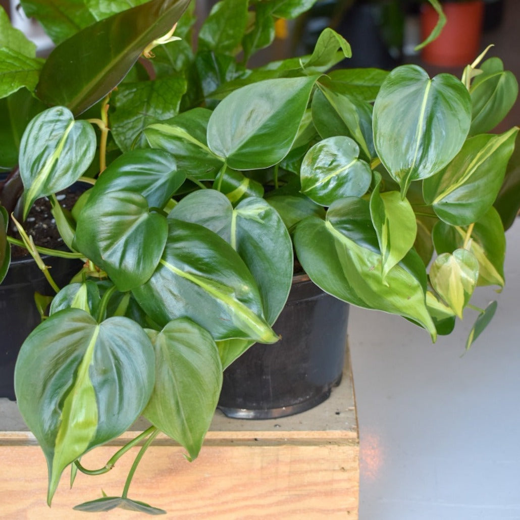Philodendron hederaceum ‘Brasil’ ~ Brasil Philodendron-ServeScape