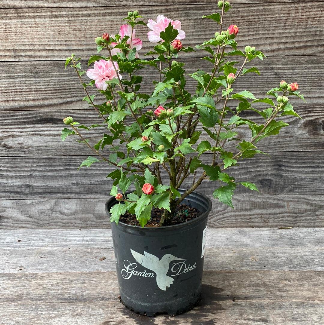 Hibiscus syriacus 'DS04PS' ~ Peppermint Smoothie ™ Rose of Sharon-ServeScape