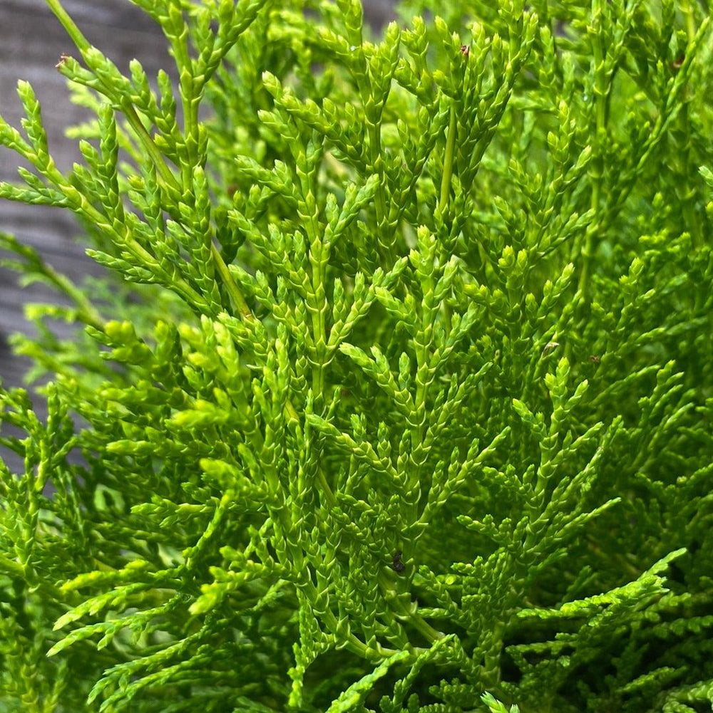 Chamaecyparis obtusa 'Cone Schlecht' ~ Nite-light® Hinoki Cypress-ServeScape