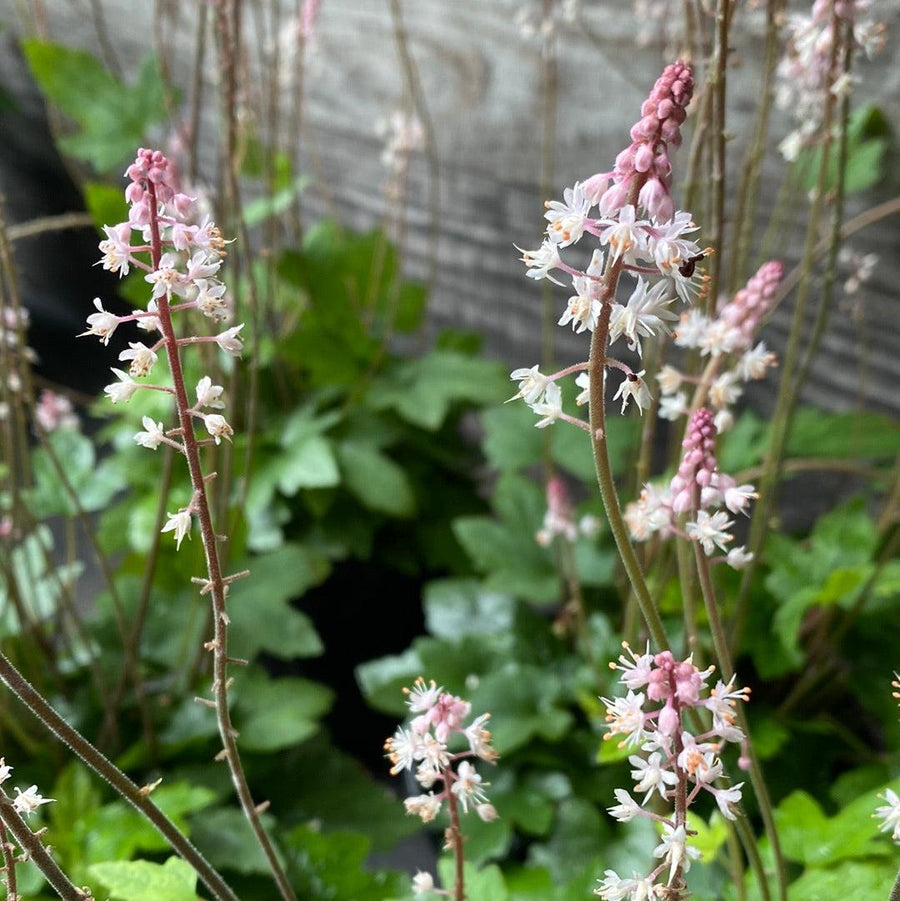 Oakleaf Foam Flower - Tiarella cordifolia 'Oakleaf' – ServeScape