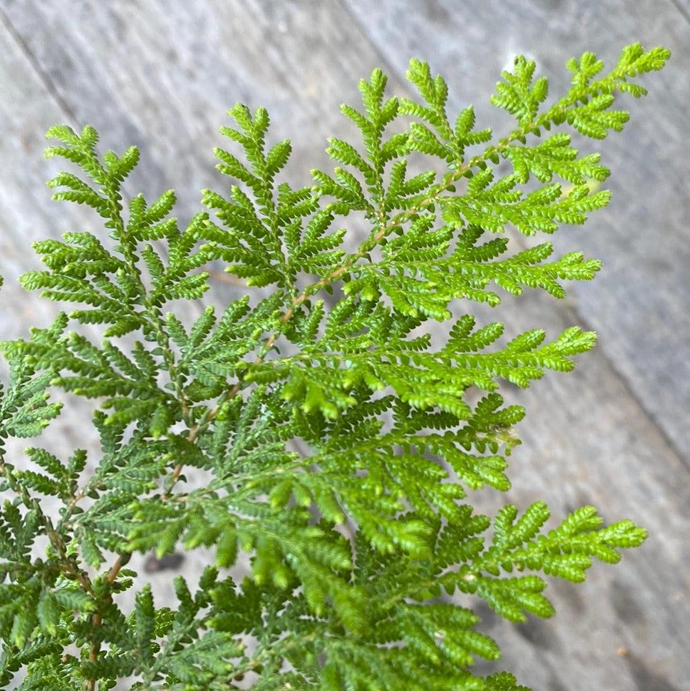 Selaginella braunii ~ Arborvitae Fern-ServeScape