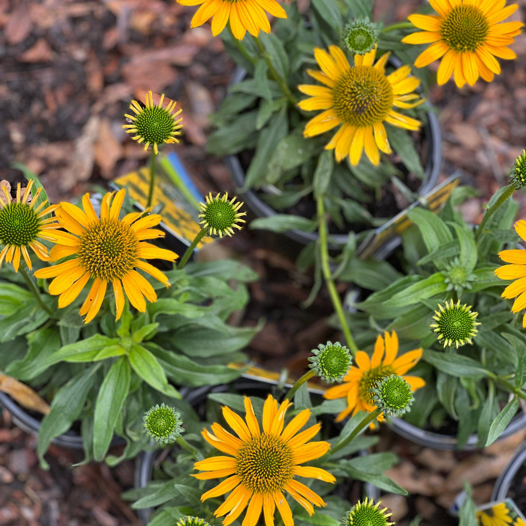 Echinacea 'TNECHKY' PP29922 ~ Kismet® Yellow Coneflower-ServeScape