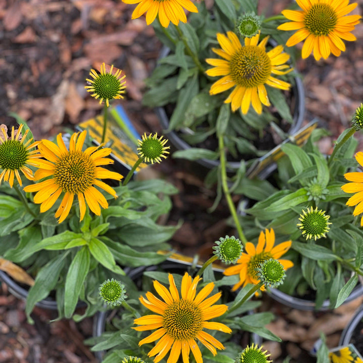 Echinacea 'TNECHKY' PP29922 ~ Kismet® Yellow Coneflower-ServeScape