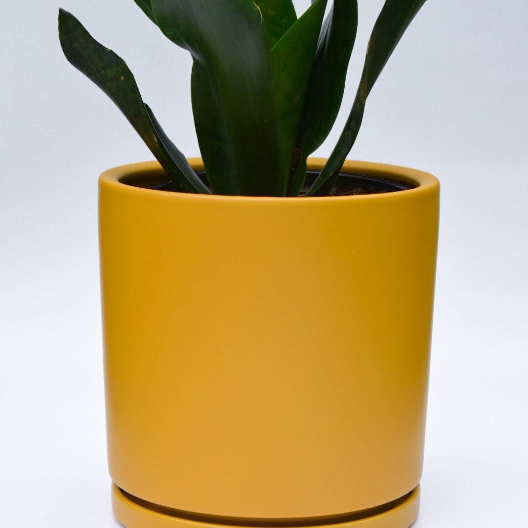 Indoor ~ Yellow Ceramic Pot with Saucer-ServeScape