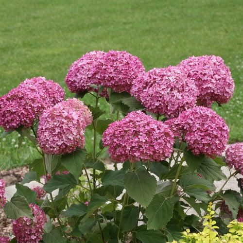 Hydrangea arborescens 'NCHA7' PP 30,358 ~ Invincibelle Mini Mauvette® Smooth Hydrangea-ServeScape