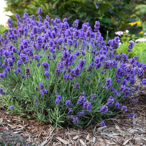 Lavandula angustifolia 'kerlavangem' ~ Sweet Romance® Lavender-ServeScape