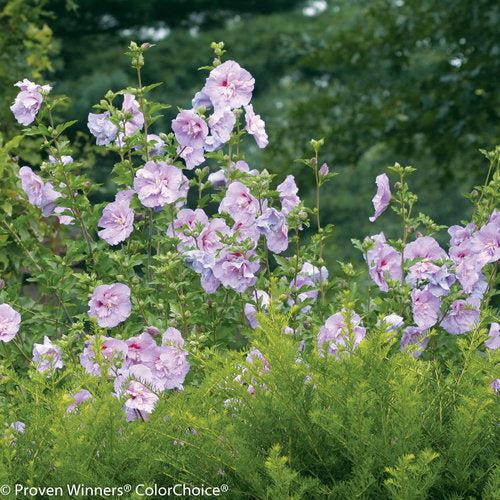 Hibiscus syriacus 'Notwoodone' ~ Lavender Chiffon® Rose of Sharon-ServeScape