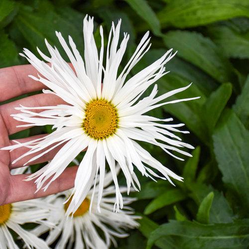 Leucanthemum superbum ’Spun Silk’ ~ Amazing Daisies® Spun Silk Shasta daisy-ServeScape