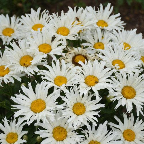 Leucanthemum superbum ’Spun Silk’ ~ Amazing Daisies® Spun Silk Shasta daisy-ServeScape