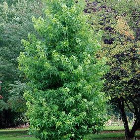 Liquidambar styraciflua 'Hapdell' ~ Happidaze Seedless Sweetgum-ServeScape