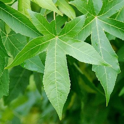 Liquidambar styraciflua 'Hapdell' ~ Happidaze Seedless Sweetgum-ServeScape