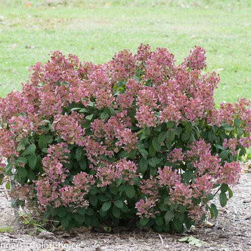 Hydrangea paniculata 'SMHPLQF' ~ Little Quick Fire® Hydrangea-ServeScape