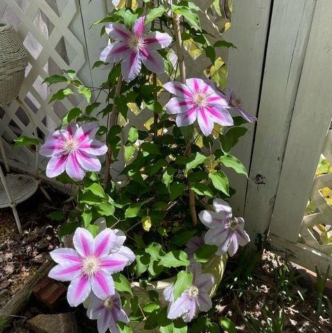 Clematis 'Nelly Moser' ~ Nelly Moser Clematis-ServeScape