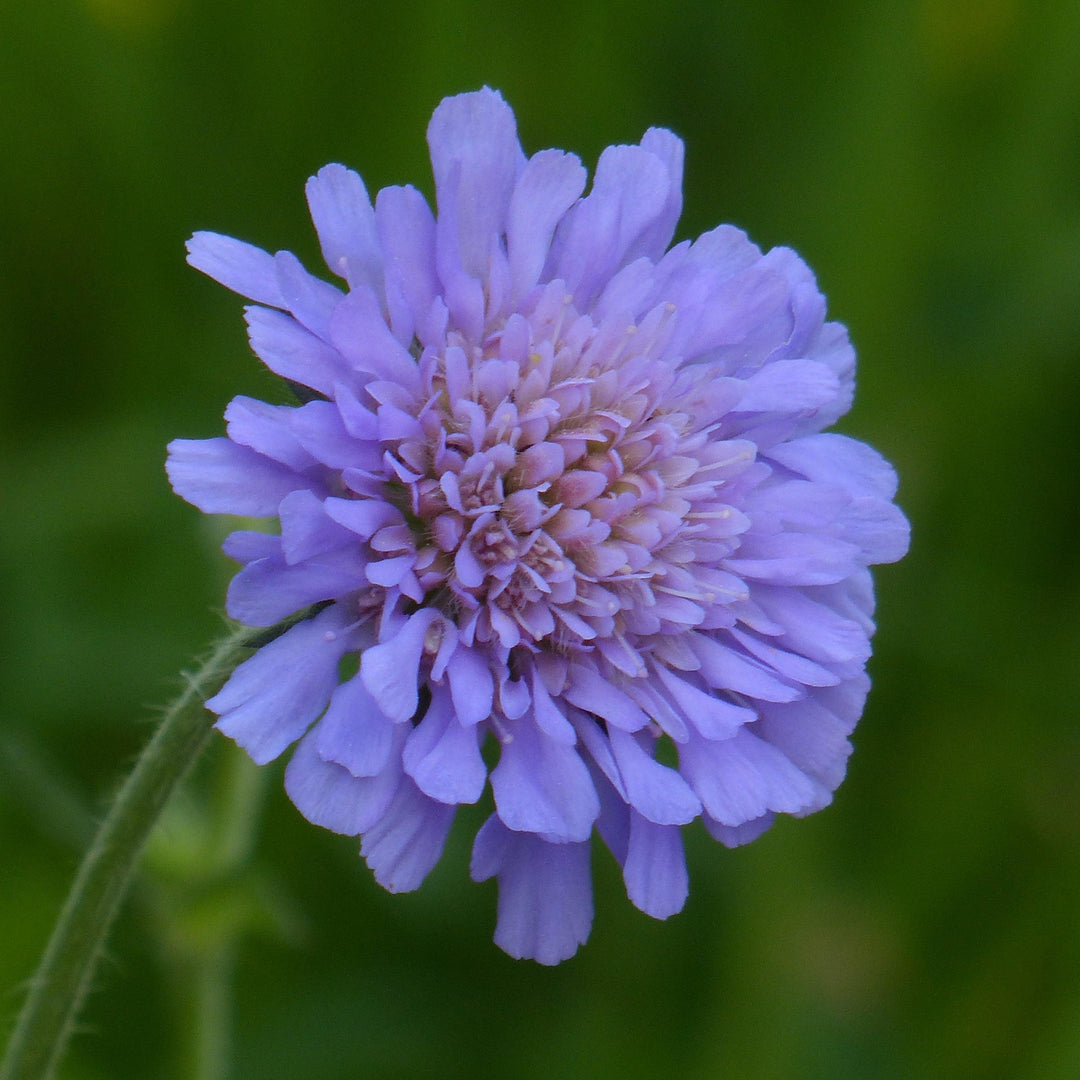 Scabiosa columbaria 'Balfluttdelu' ~ Flutter® Deep Blue Pincushion Flower-ServeScape