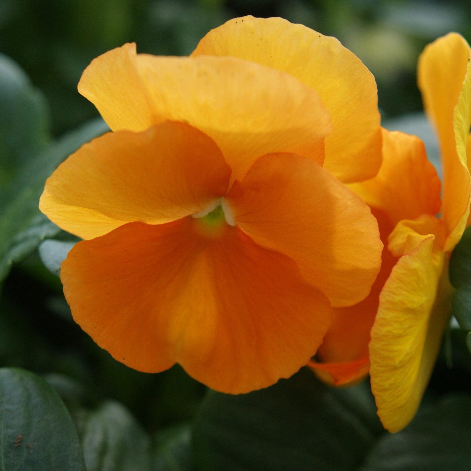 Viola cornuta 'Colormax Clear Orange' ~ Colormax® Clear Orange Viola-ServeScape
