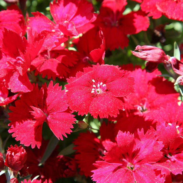 Dianthus 'Telstar Scarlet' ~ Telstar Scarlet Dianthus-ServeScape
