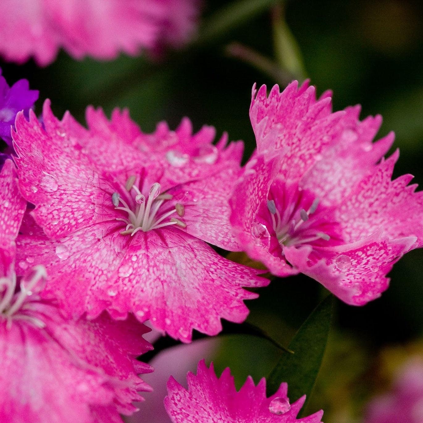 Dianthus 'Telstar Pink' ~ Telstar Pink Dianthus-ServeScape