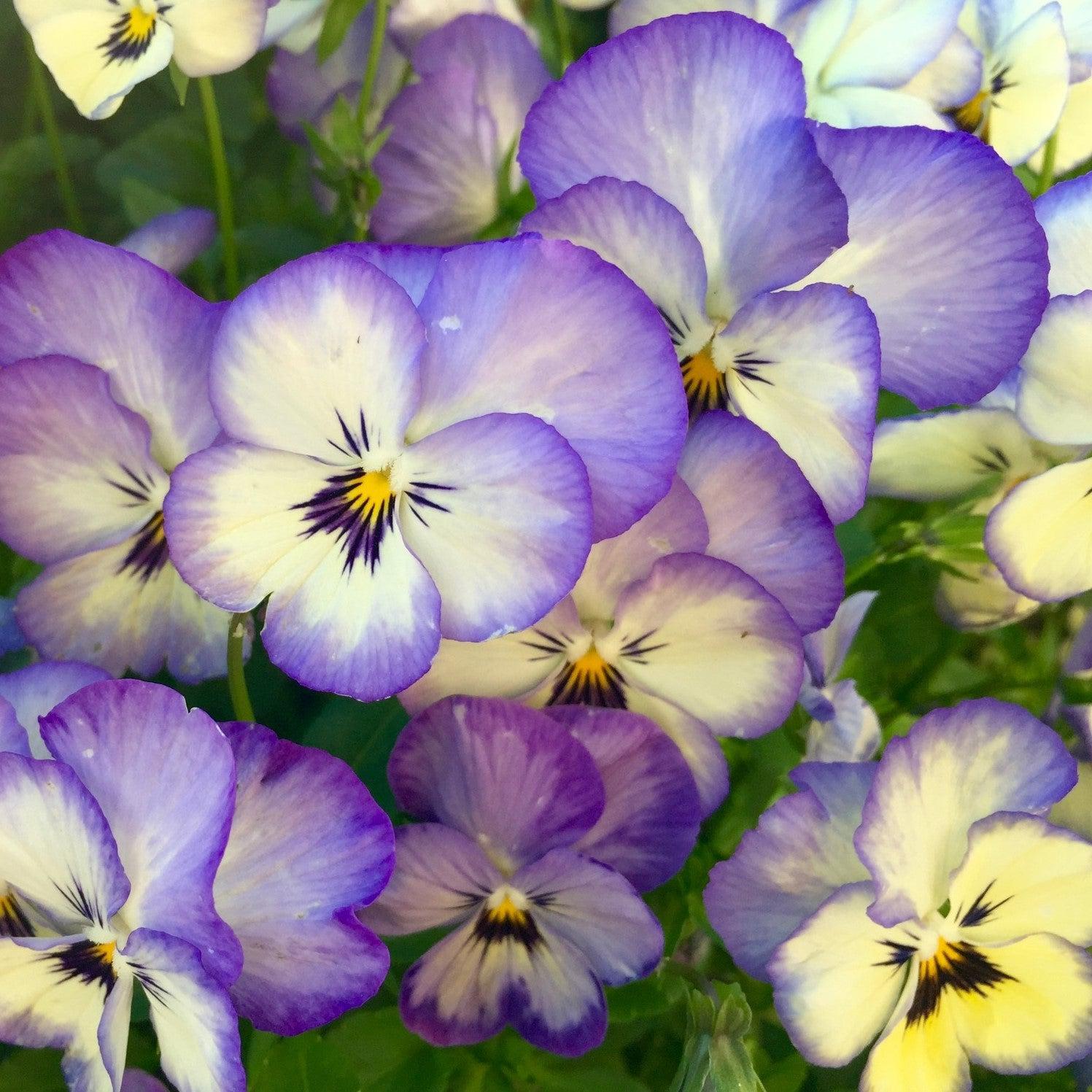 Viola cornuta 'Colormax Icy Blue' ~ Colormax® Icy Blue Viola-ServeScape
