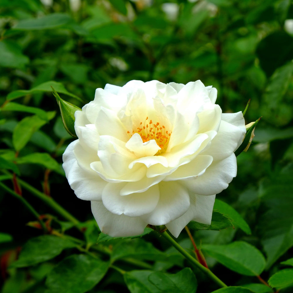 Rosa x 'BOZFRA121' ~ Reminiscent™ Crema Rose-ServeScape