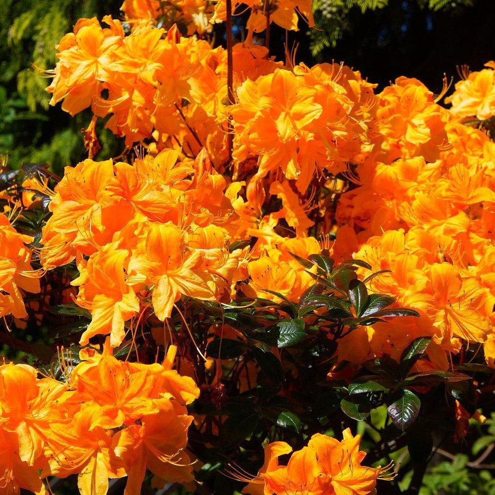 Rhododendron 'Frontier Gold' ~ Frontier Gold Native Azalea-ServeScape