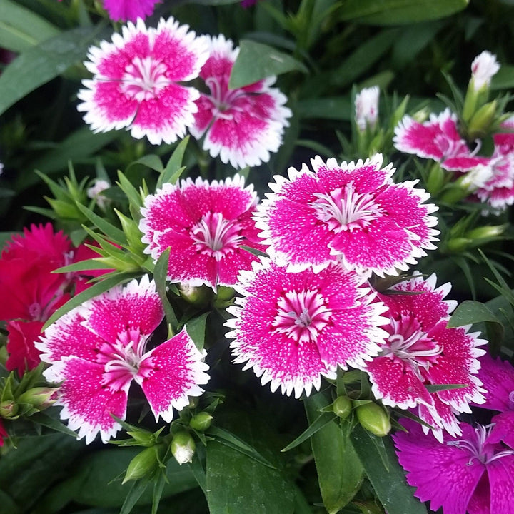 Dianthus 'Telstar Purple Picotee' ~Telstar™ Purple Picotee Dianthus-ServeScape