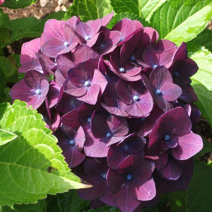 Hydrangea macrophylla 'Deep Purple' ~ Deep Purple Hydrangea-ServeScape