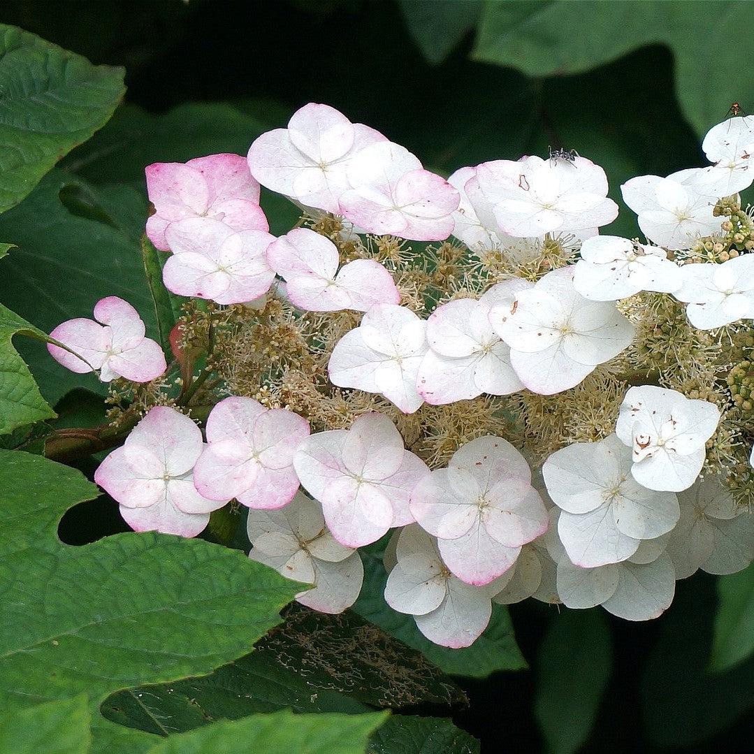 Hydrangea quercifolia 'Semmes Beauty' ~ Semmes Beauty Oakleaf Hydrangea-ServeScape