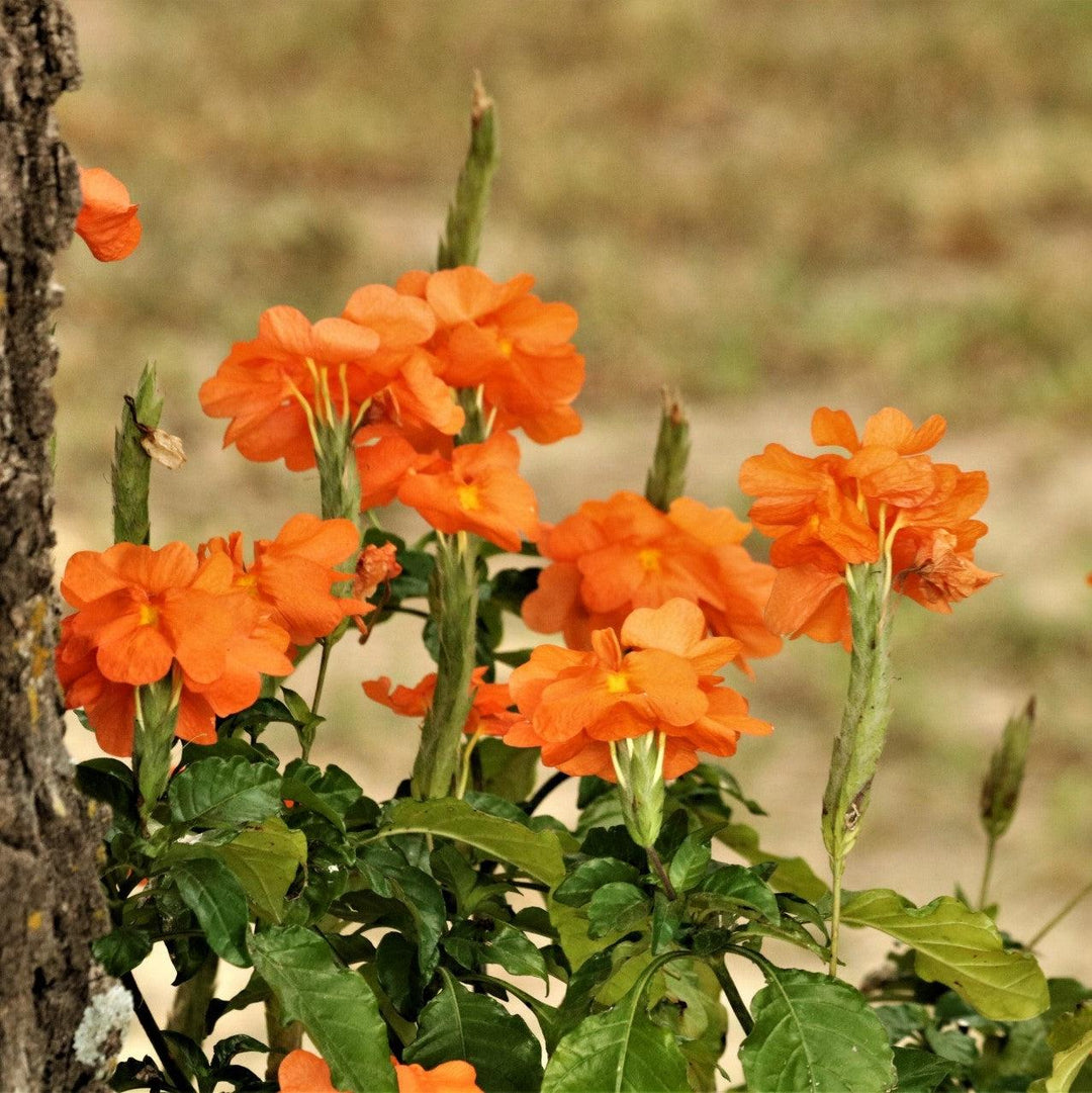Crossandra 'Orange' ~ Orange Crossandra, Firecracker Flower-ServeScape
