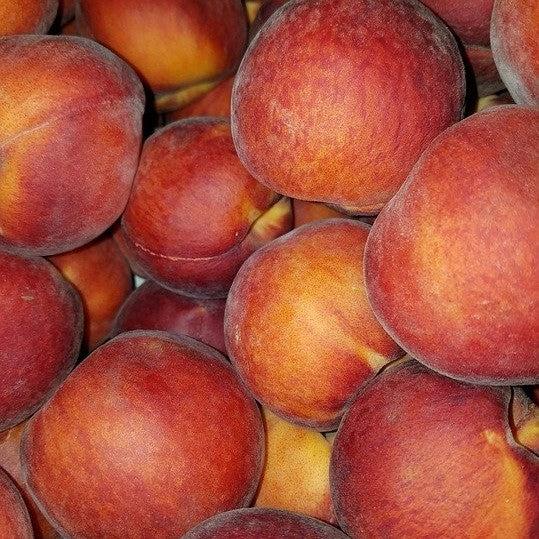 Prunus persica 'Elberta' ~ Elberta Peach-ServeScape