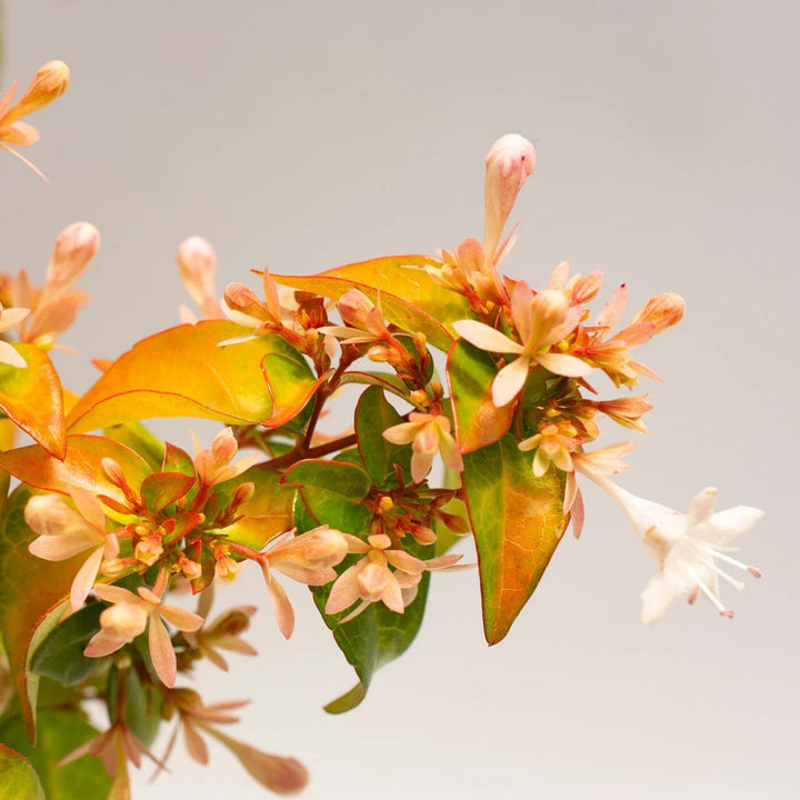 Abelia x grandiflora 'SRPabeper'~ Peach Perfection™ Abelia-ServeScape