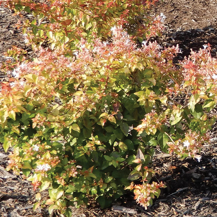 Abelia x grandiflora 'SRPabeper'~ Peach Perfection™ Abelia-ServeScape