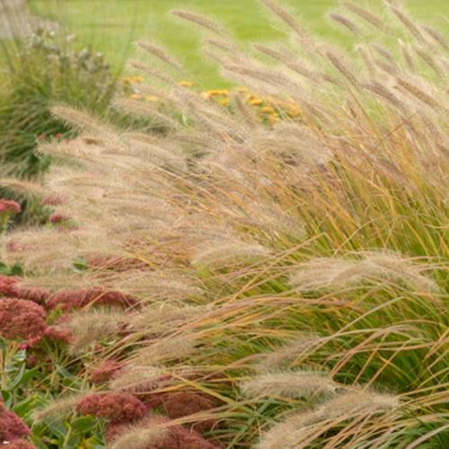 Pennisetum alopecuroides 'Desert Plains' ~ Prairie Winds® Desert Plains Fountain Grass-ServeScape