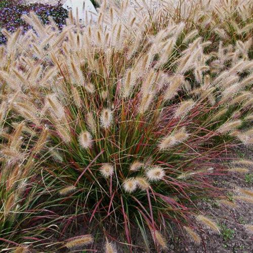 Pennisetum alopecuroides 'Desert Plains' ~ Prairie Winds® Desert Plains Fountain Grass-ServeScape