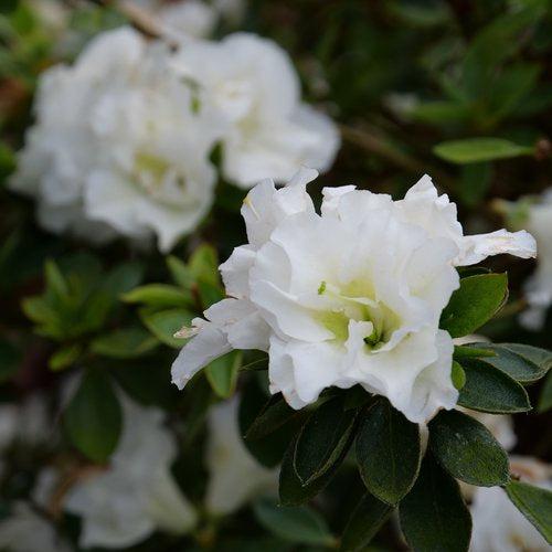 Rhododendron x 'NCRX5' ~ Perfecto Mundo® Double White Azalea-ServeScape