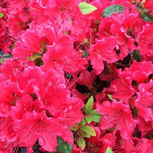 Rhododendron x 'NCRX8' ~ PW® Perfecto Mundo® Red Azalea-ServeScape