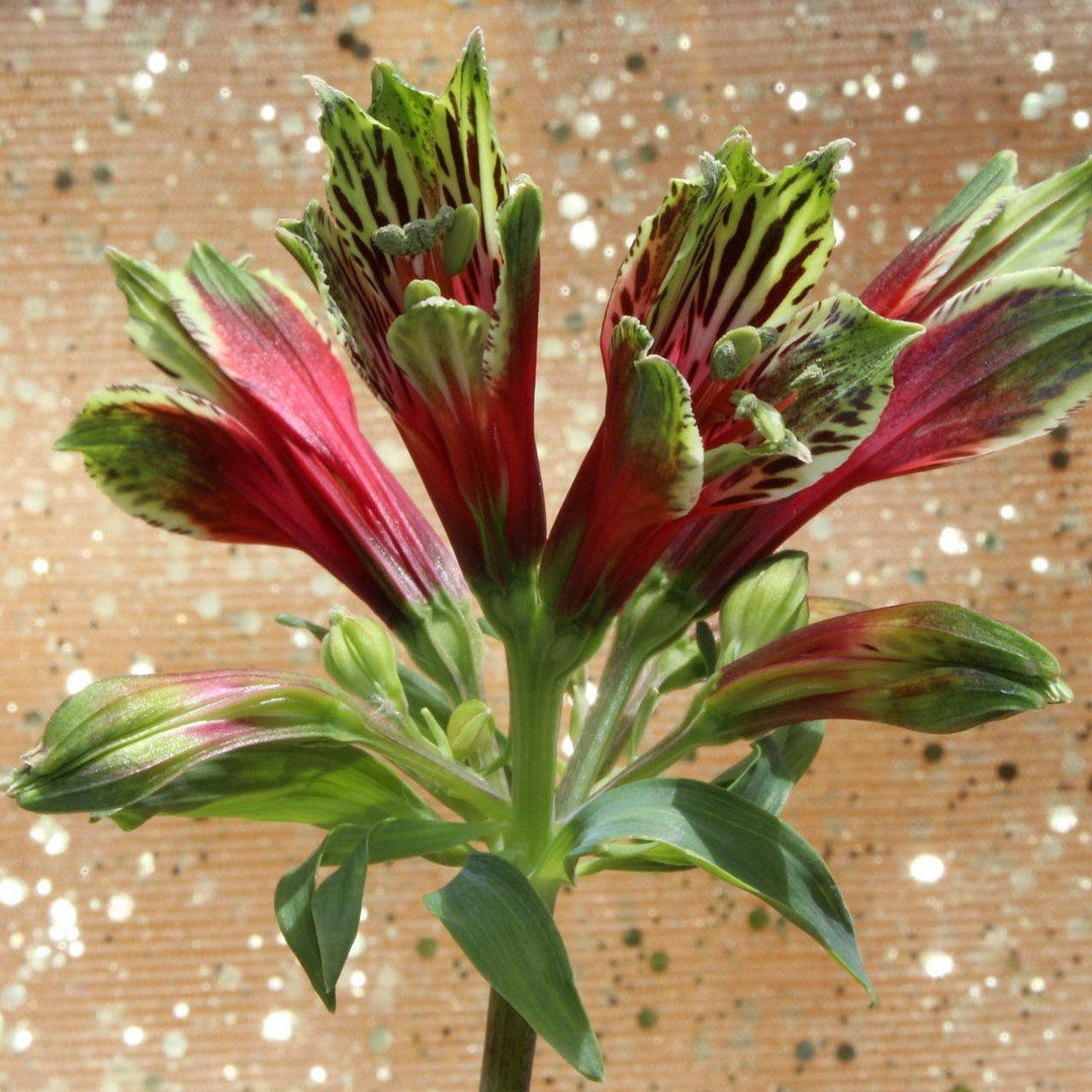 Alstromeria psittacina 'Variegata' ~ Variegated Peruvian Lily-ServeScape