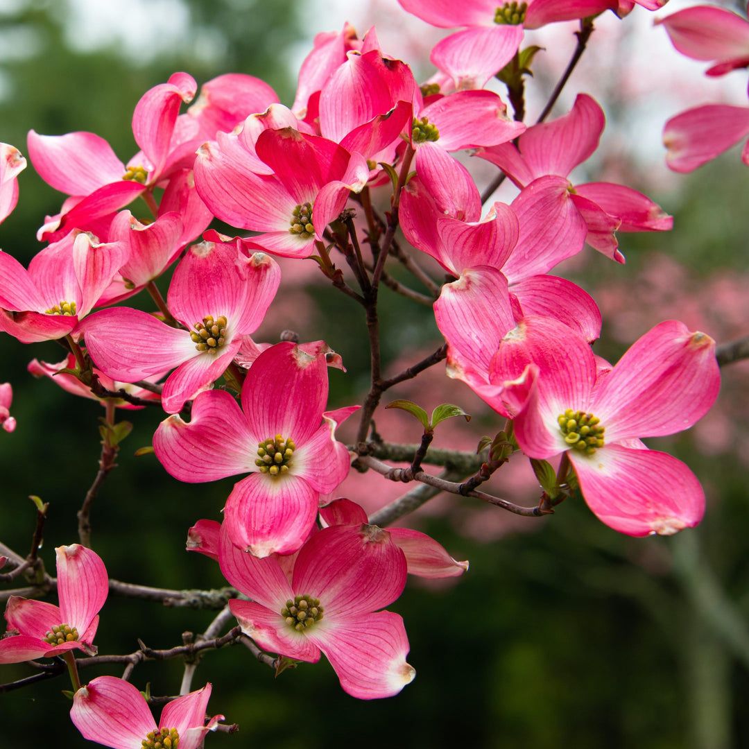 Cornus florida 'Rutnut' ~ Red Pygmy® Dogwood-ServeScape