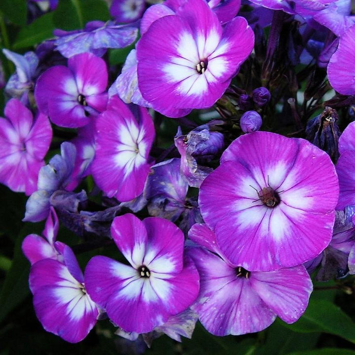 phlox paniculata 'Barphlopanearpur' ~ Early™ Purple Eye Garden Phlox-ServeScape