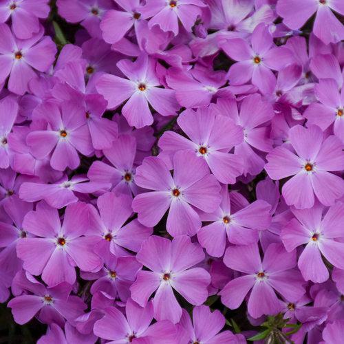 Phlox subulata 'Rose Quartz' ~ PW® Spring Bling™ Rose Quartz Creeping Phlox-ServeScape