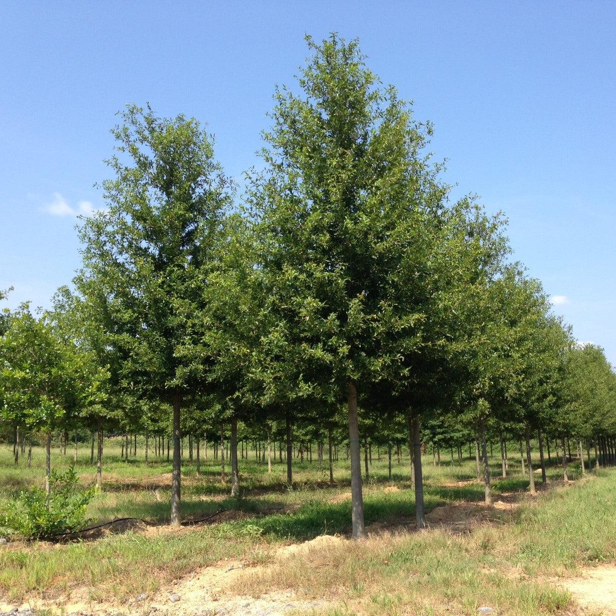 Quercus hemisphaerica ‘QHMTF’ ~ Avalyn® Laurel Oak-ServeScape