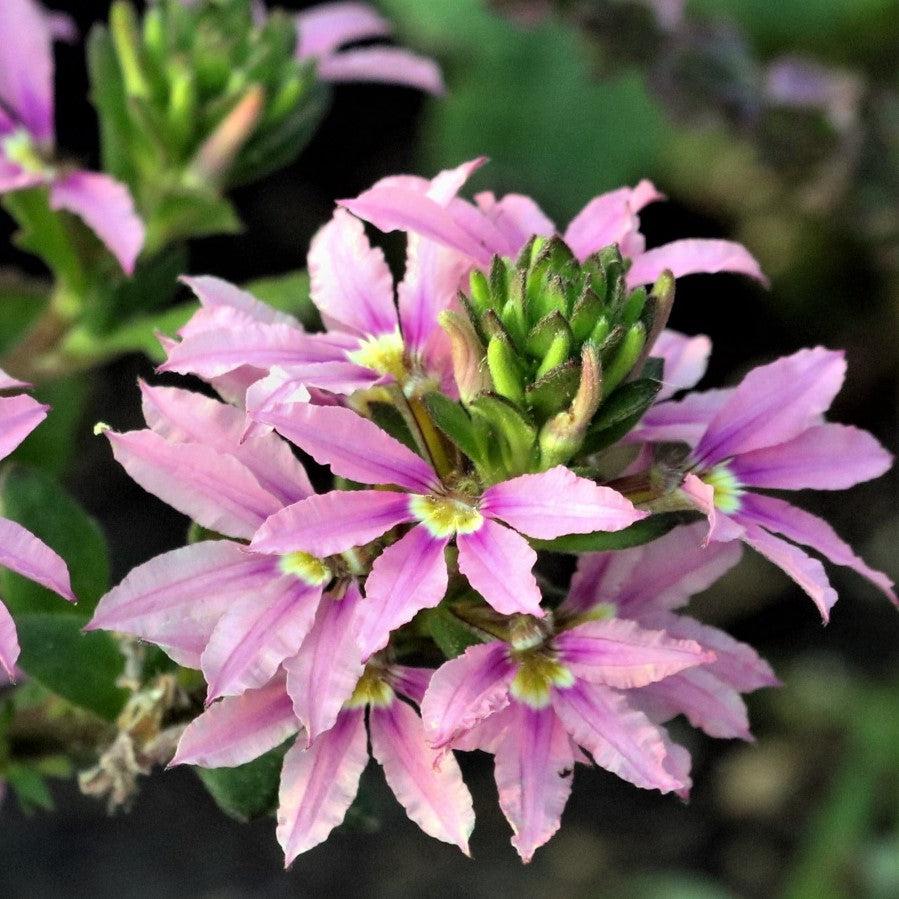 Scaevola aemula 'Scampi Pink' ~ Scampi® Pink Fan Flower-ServeScape