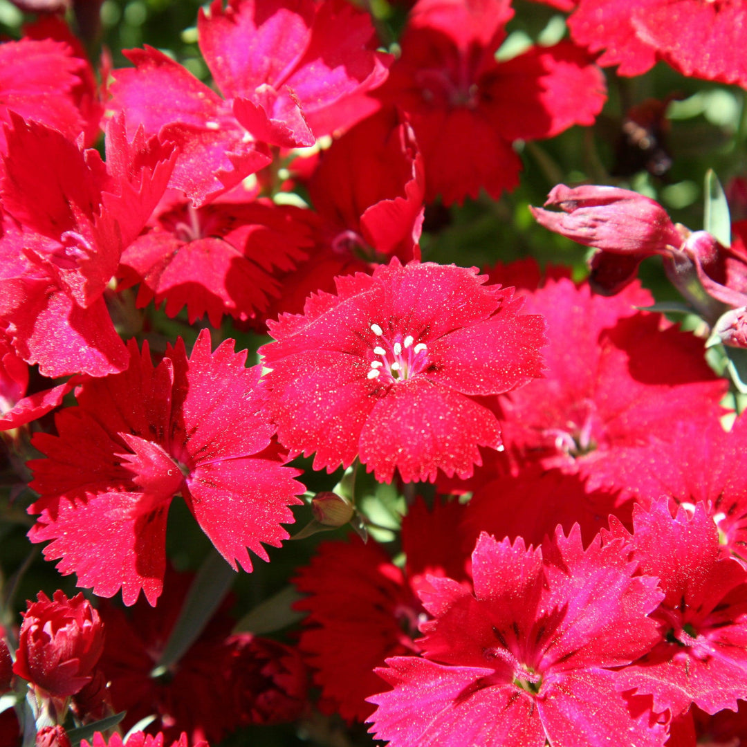 Dianthus spp, Red ~ Dianthus, Red-ServeScape
